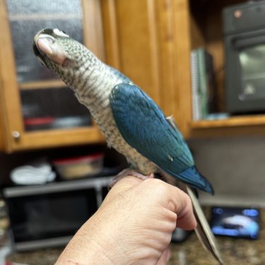 SFViolet Yellowside green Cheek Conure