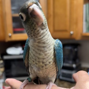 SFViolet Yellowside green Cheek Conure