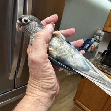 SFViolet Yellowside green Cheek Conure