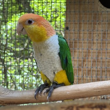 White Bellied Caique