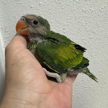 Moustached Parrot
