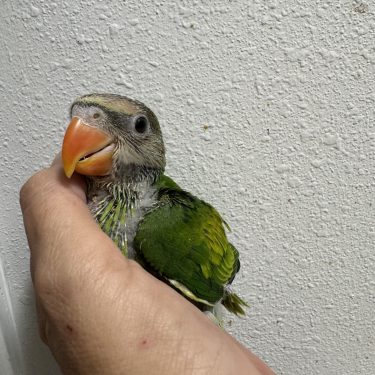 Moustached Parakeet
