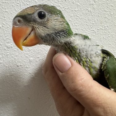 Moustached Parrot