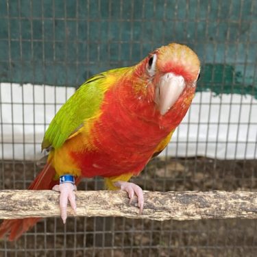 Dominant Red Pineapple (Cinnamon Yellowside Green Cheek Conure