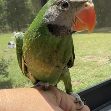 Moustached Parrot