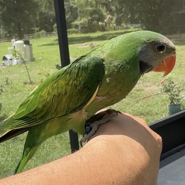 Moustached Parrot