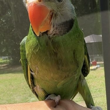 Moustached Parrot