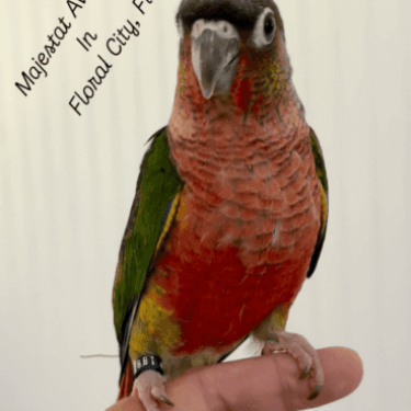 Majestat Aviary