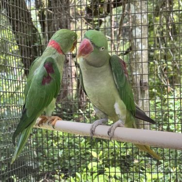 Hand Fed Baby Birds for sale | Pet birds for sale