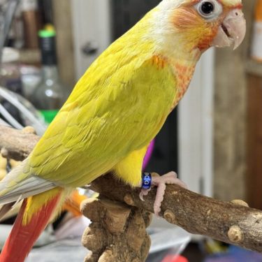 Sun Cheek (Dilute Cinnamon Opaline)
