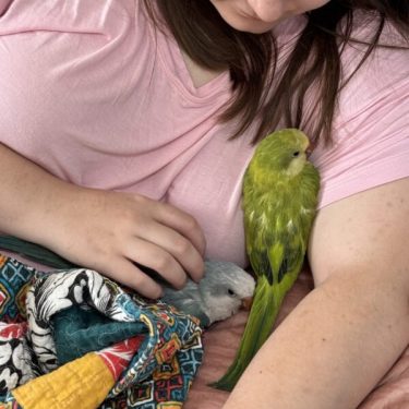 About us - Florida Exotic Bird Breeder | Majestat Aviary