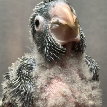 Blue Crown Conure