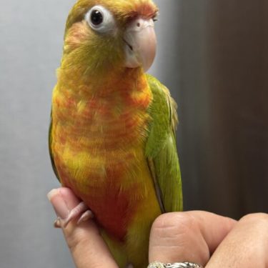 Conures for sale