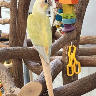 Green Cheek conure for sale