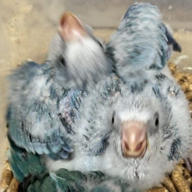 Hand Fed Birds for Sale