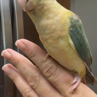 Bird Nursery 10 Turquoise Green Cheek Conure