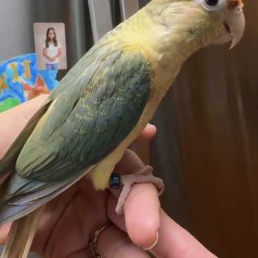 Bird Nursery 7 Dominant Red Turquoise Cinnamon Opaline (Pineapple) Green Cheek Conure