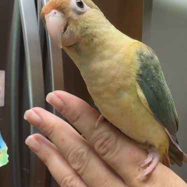 Bird Nursery 8 Dominant Red Green Cheek Conure