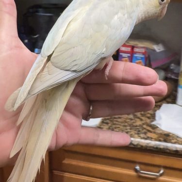 Bird Nursery 17 Turquoise Blue Dilute Cinnamon Opaline ( Mooncheek)Green Cheeked Conure