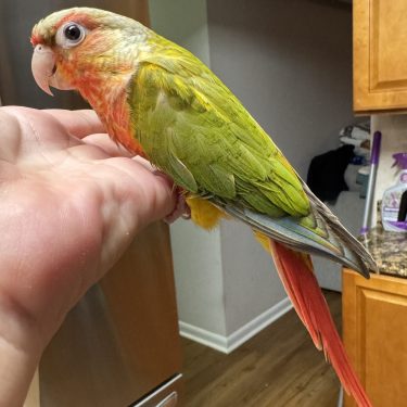 Bird Nursery 13 Pineapple Green Cheek Conue