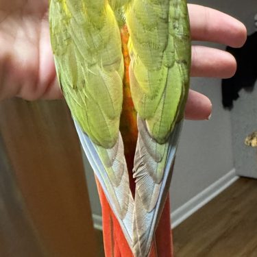 Bird Nursery 15 Pineapple Green Cheek Conure