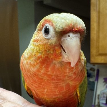 Bird Nursery 14 Cinnamon Opaline Green Cheek