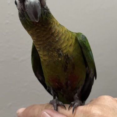 birds for sale