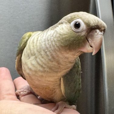 green cheek conure