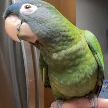 Blue Crowned Conure for sale