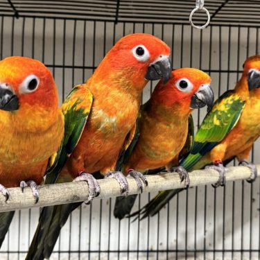 Red Factor Pied Sun Conures