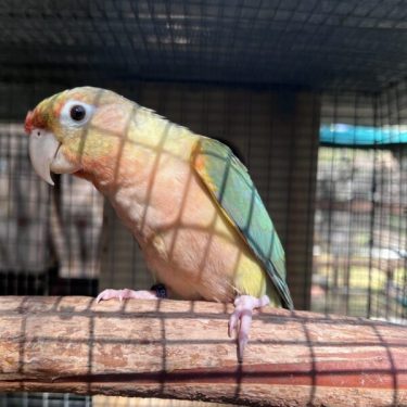 Conure Mutations