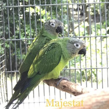 Dusky Conure for sale
