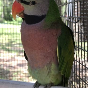Birds for sale