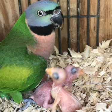 Moustached Parakeet For Sale