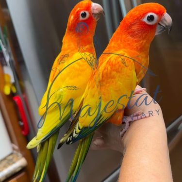 Red Factor Pied Sun Conure Phoenix and Flame