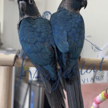 DFViolet green cheek for sale
