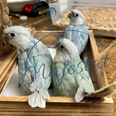 SFviolet Mint, Mint, and DFViolet mint in rear